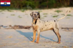 Read more about the article Louisiana Catahoula Leopard Dog Breeder and Puppies in Missouri