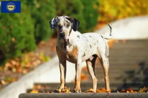 Read more about the article Louisiana Catahoula Leopard Dog Breeder and Puppies in Nebraska