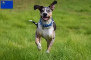 Read more about the article Louisiana Catahoula Leopard Dog Breeder and Puppies in Nevada