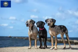 Read more about the article Louisiana Catahoula Leopard Dog Breeder and Puppies in New Hampshire