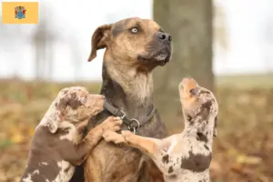 Read more about the article Louisiana Catahoula Leopard Dog Breeder and Puppies in New Jersey