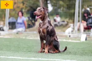 Read more about the article Louisiana Catahoula Leopard Dog Breeder and Puppies in New Mexico