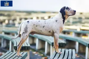 Read more about the article Louisiana Catahoula Leopard Dog Breeder and Puppies in New York