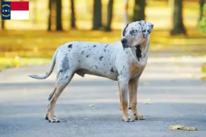 Read more about the article Louisiana Catahoula Leopard Dog Breeder and Puppies in North Carolina