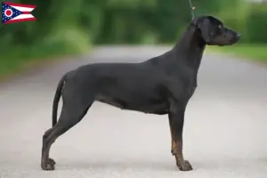 Read more about the article Louisiana Catahoula Leopard Dog Breeder and Puppies in Ohio