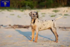 Read more about the article Louisiana Catahoula Leopard Dog Breeder and Puppies in Oregon