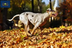 Read more about the article Louisiana Catahoula Leopard Dog Breeder and Puppies in Pennsylvania
