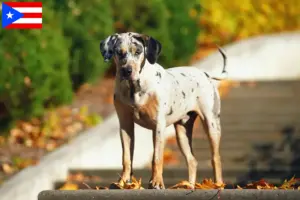 Read more about the article Louisiana Catahoula Leopard Dog Breeder and Puppies in Puerto Rico