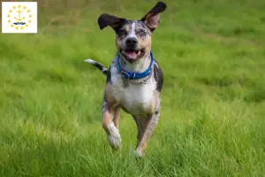 Read more about the article Louisiana Catahoula Leopard Dog Breeder and Puppies in Rhode Island