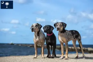 Read more about the article Louisiana Catahoula Leopard Dog Breeder and Puppies in South Carolina