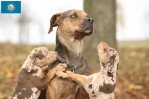 Read more about the article Louisiana Catahoula Leopard Dog Breeder and Puppies in South Dakota