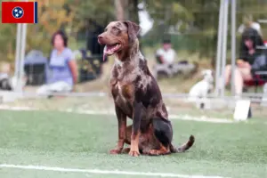 Read more about the article Louisiana Catahoula Leopard Dog Breeder and Puppies in Tennessee