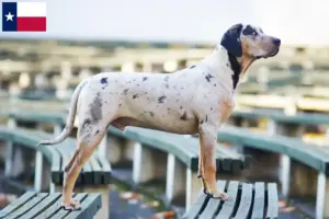 Read more about the article Louisiana Catahoula Leopard Dog Breeder and Puppies in Texas