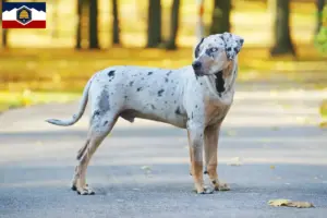 Read more about the article Louisiana Catahoula Leopard Dog Breeder and Puppies in Utah