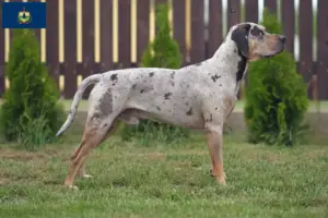Read more about the article Louisiana Catahoula Leopard Dog Breeder and Puppies in Vermont