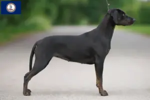 Read more about the article Louisiana Catahoula Leopard Dog Breeder and Puppies in Virginia