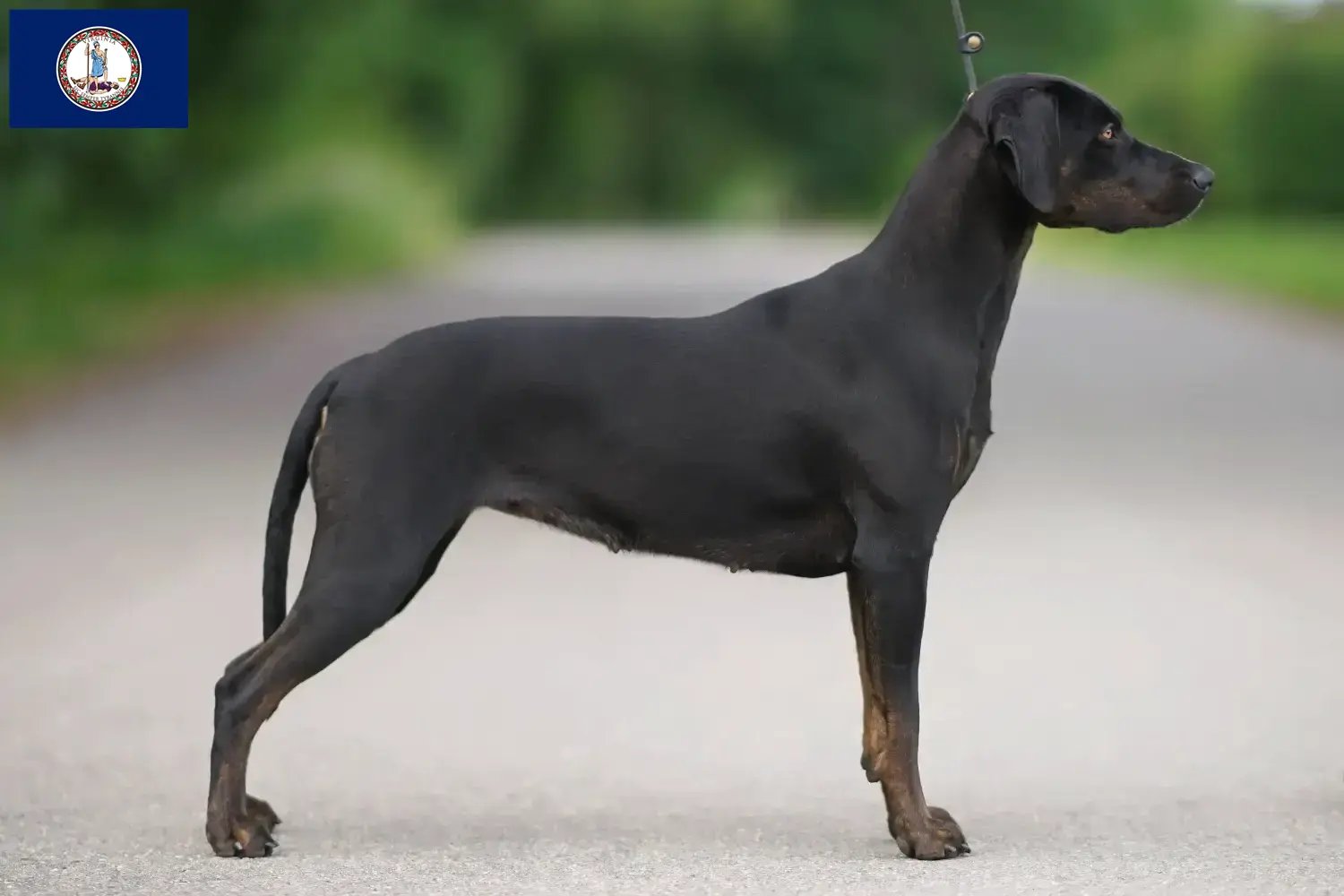 Louisiana Catahoula Leopard Dog Puppies and Breeder Virginia Find Louisiana Catahoula Leopard Dogs breeders in Virginia.