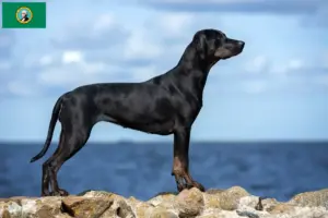 Read more about the article Louisiana Catahoula Leopard Dog Breeder and Puppies in Washington