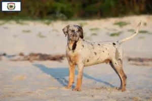 Read more about the article Louisiana Catahoula Leopard Dog Breeder and Puppies in West Virginia
