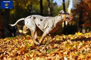 Read more about the article Louisiana Catahoula Leopard Dog Breeder and Puppies in Wisconsin