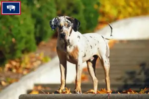 Read more about the article Louisiana Catahoula Leopard Dog Breeder and Puppies in Wyoming