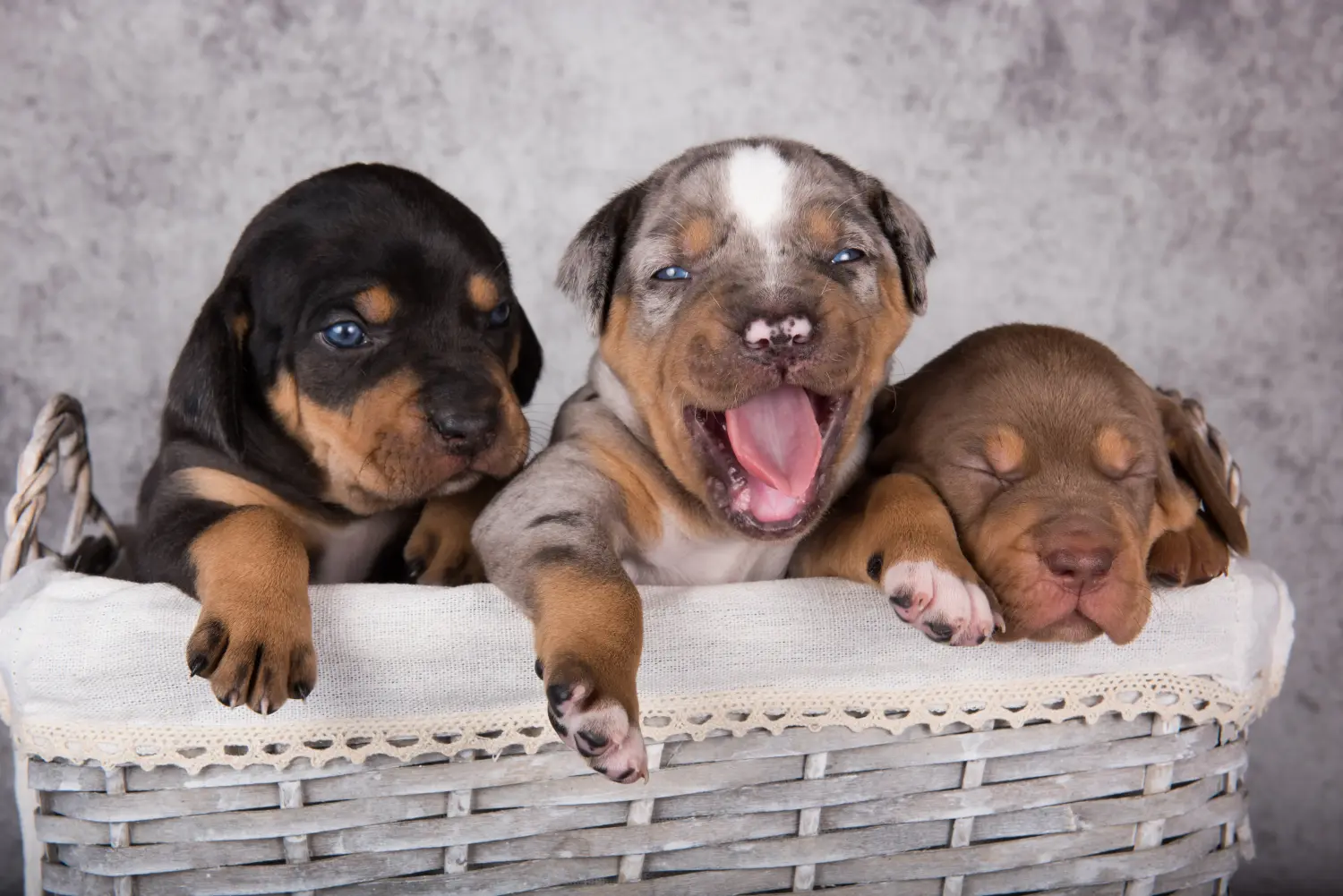 Buying a Louisiana Catahoula Leopard Dog puppy means taking responsibility! Buy Louisiana Catahoula Leopard Dog puppies.