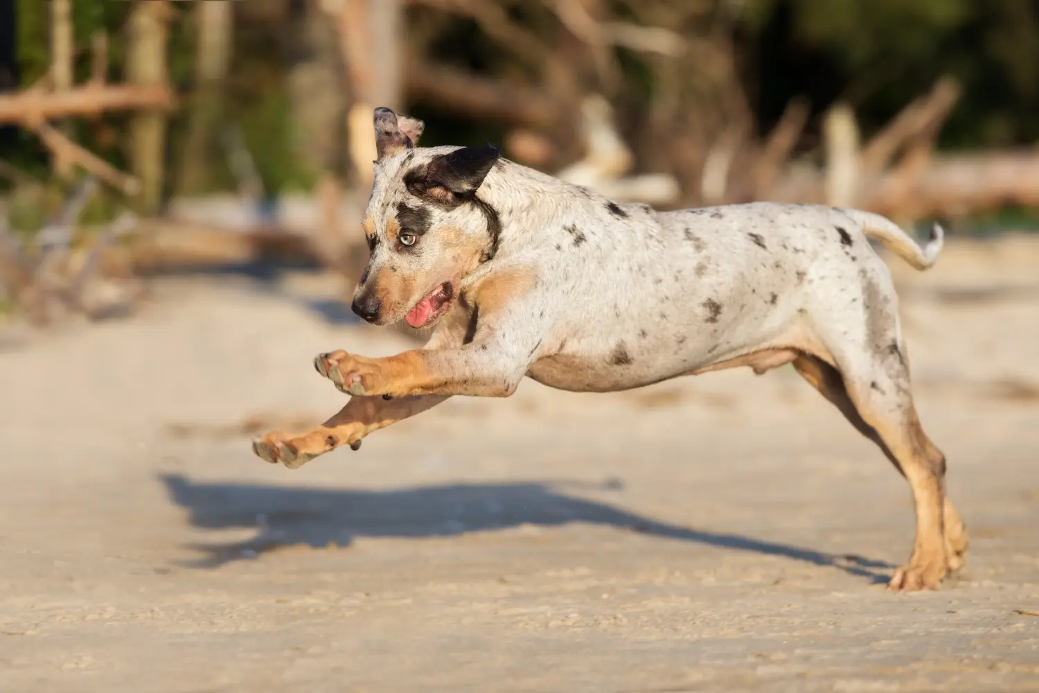 Buying a Louisiana Catahoula Leopard Dog puppy means taking responsibility! Buy Louisiana Catahoula Leopard Dog puppies.