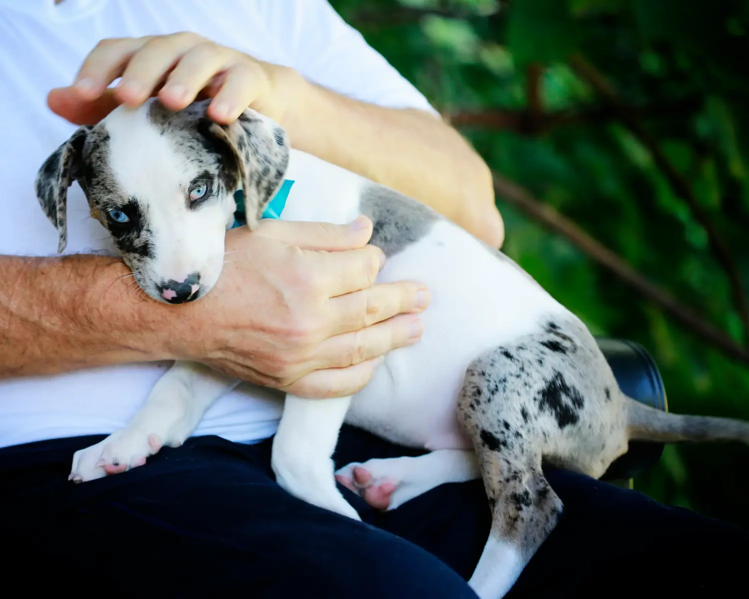 Buying a Louisiana Catahoula Leopard Dog puppy means taking responsibility! Buy Louisiana Catahoula Leopard Dog puppies.