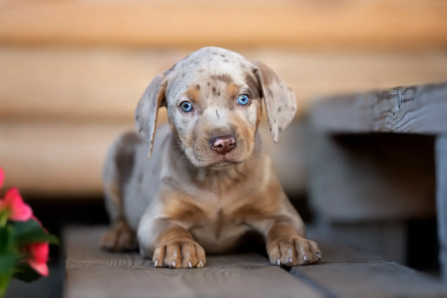 Buying a Louisiana Catahoula Leopard Dog puppy means taking responsibility! Buy Louisiana Catahoula Leopard Dog puppies.