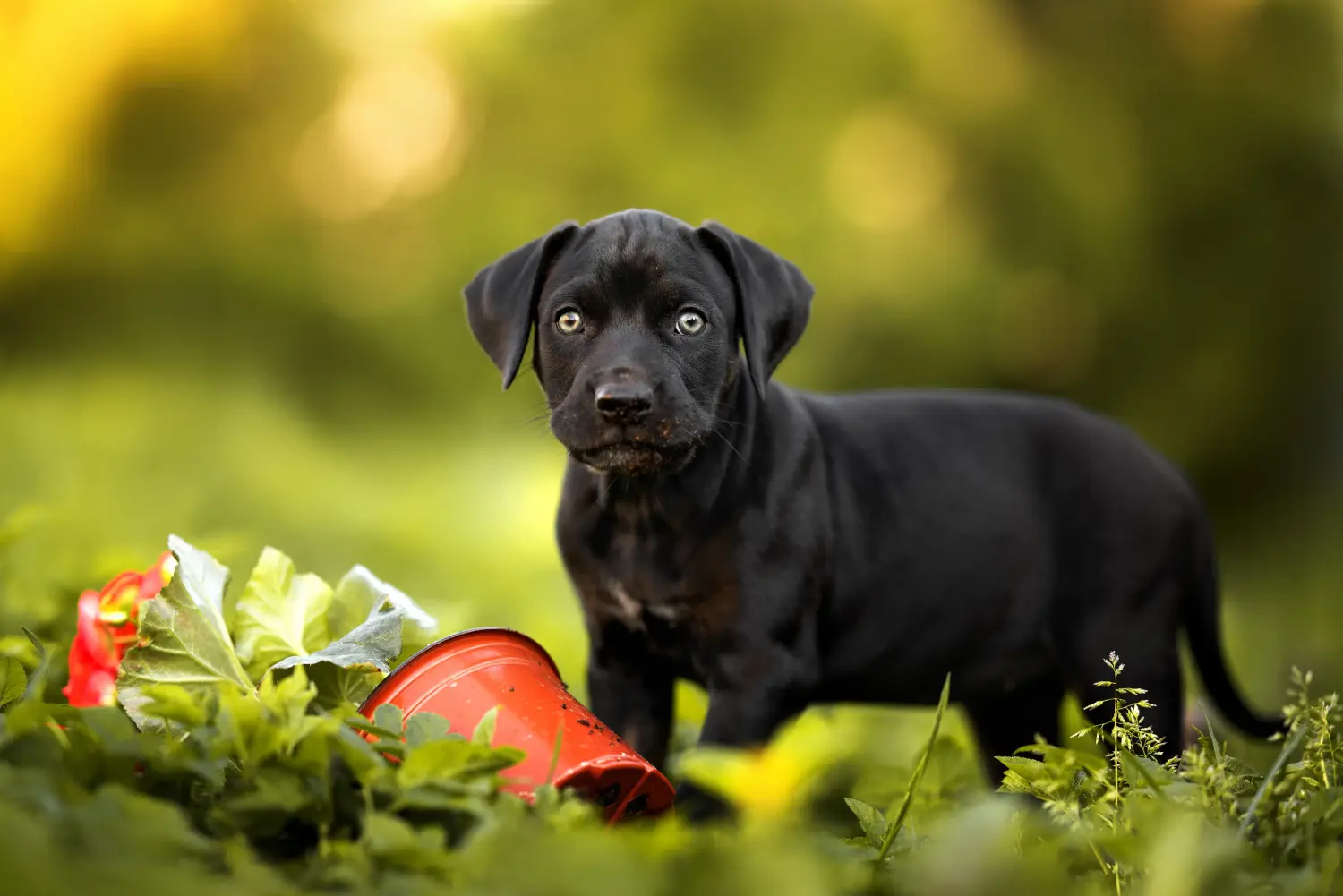 Buying a Louisiana Catahoula Leopard Dog puppy means taking responsibility! Buy Louisiana Catahoula Leopard Dog puppies.