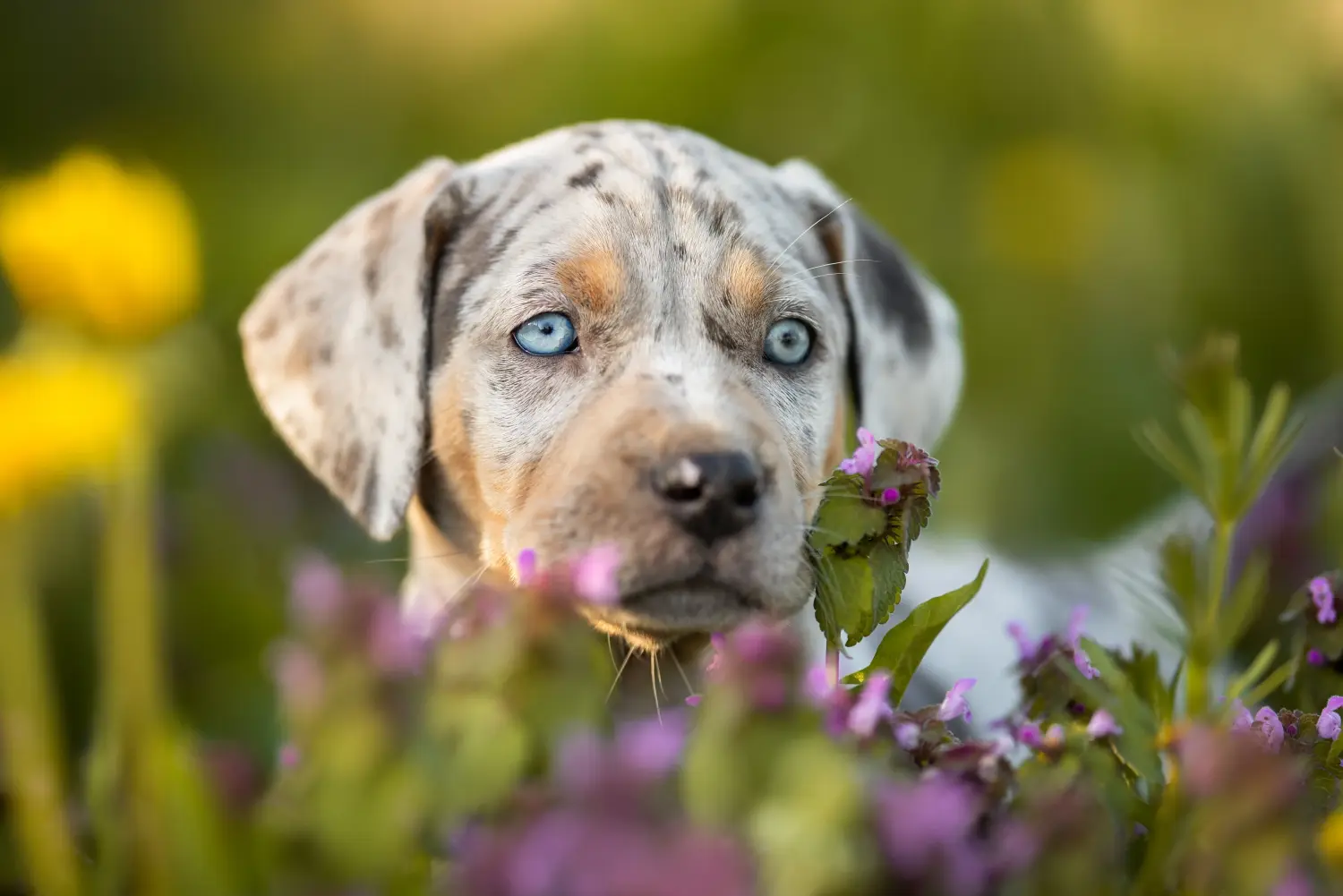 Buying a Louisiana Catahoula Leopard Dog puppy means taking responsibility! Buy Louisiana Catahoula Leopard Dog puppies.