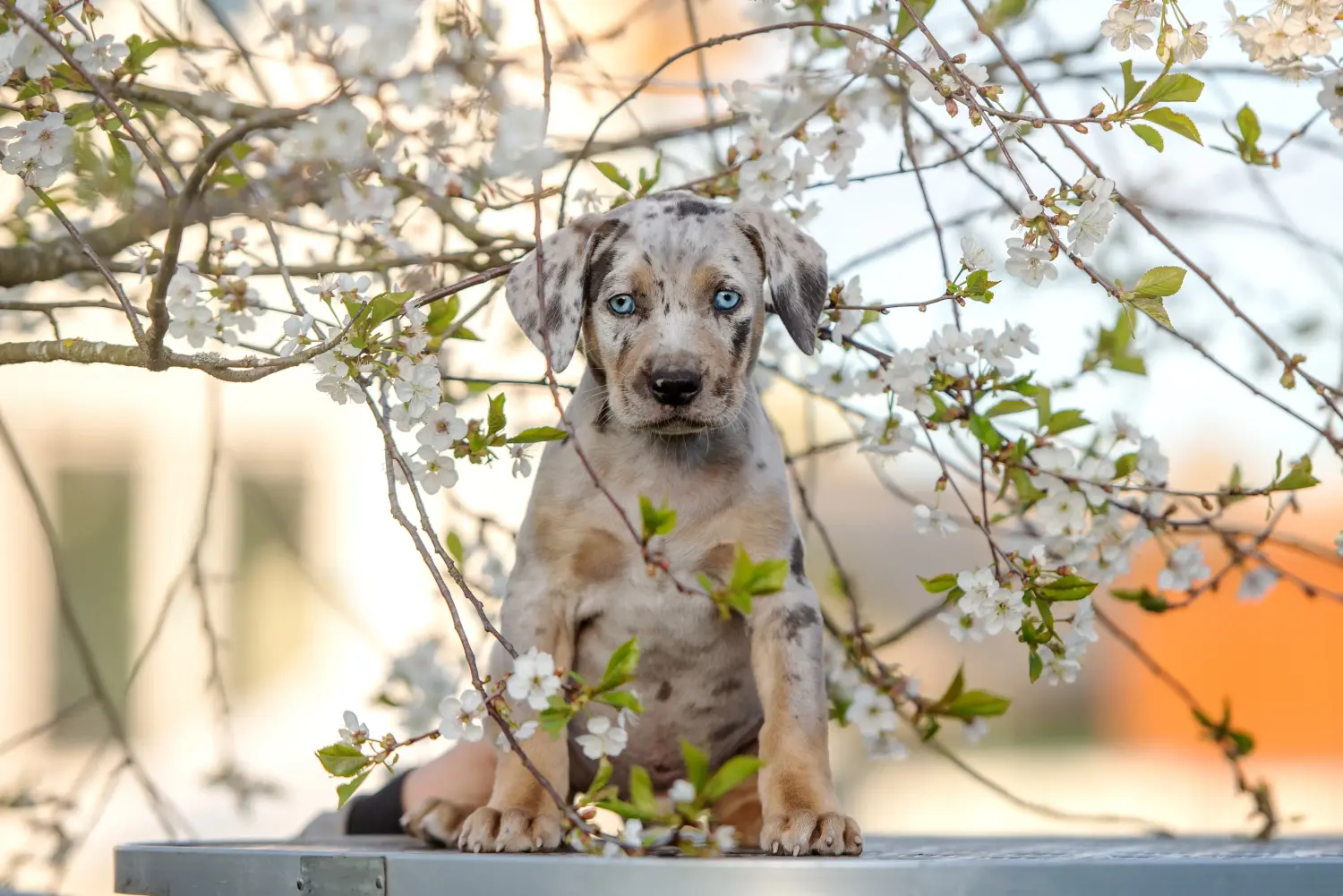 Buying a Louisiana Catahoula Leopard Dog puppy means taking responsibility! Buy Louisiana Catahoula Leopard Dog puppies.