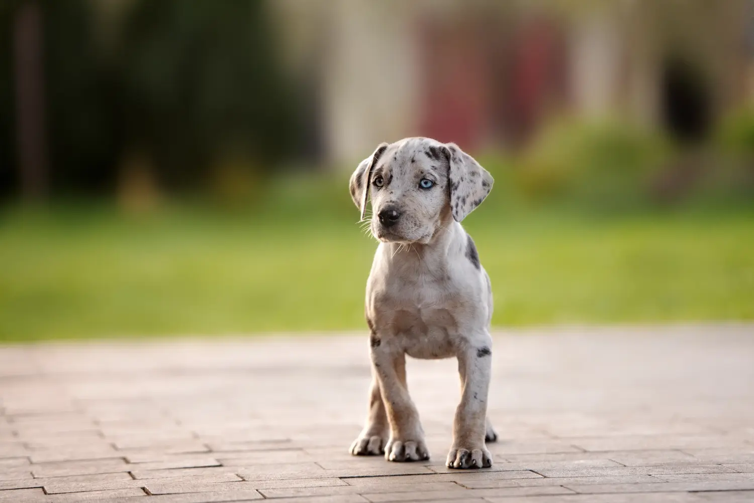 Buying a Louisiana Catahoula Leopard Dog puppy means taking responsibility! Buy Louisiana Catahoula Leopard Dog puppies.
