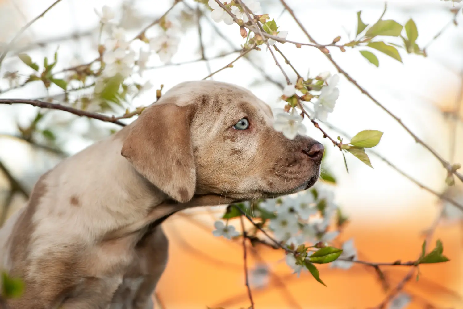 Buying a Louisiana Catahoula Leopard Dog puppy means taking responsibility! Buy Louisiana Catahoula Leopard Dog puppies.