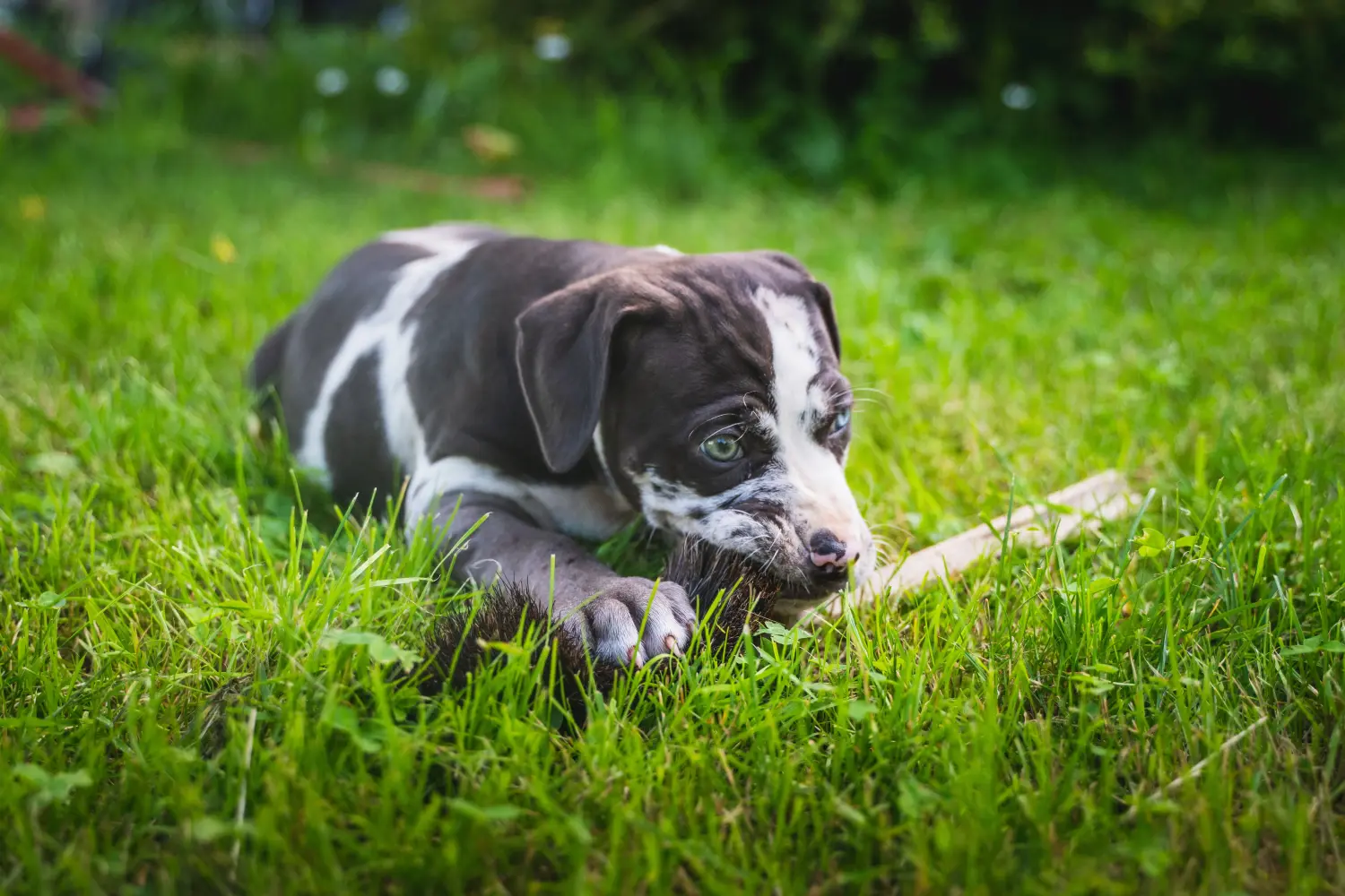 Buying a Louisiana Catahoula Leopard Dog puppy means taking responsibility! Buy Louisiana Catahoula Leopard Dog puppies.