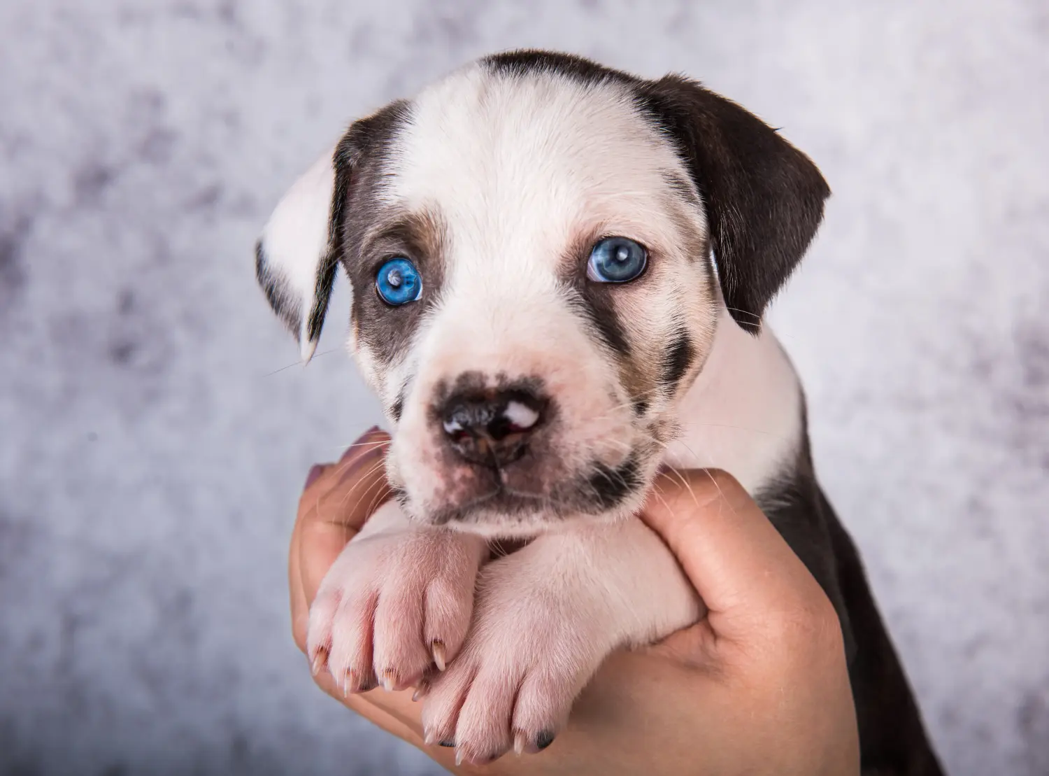 Buying a Louisiana Catahoula Leopard Dog puppy means taking responsibility! Buy Louisiana Catahoula Leopard Dog puppies.