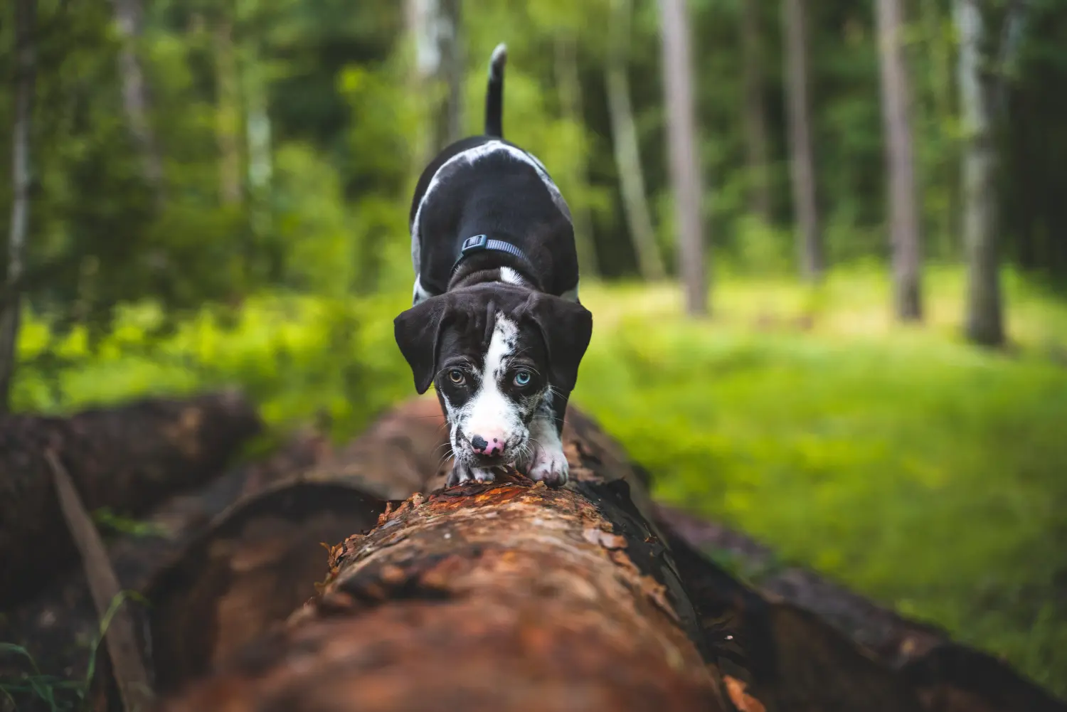 Buying a Louisiana Catahoula Leopard Dog puppy means taking responsibility! Buy Louisiana Catahoula Leopard Dog puppies.