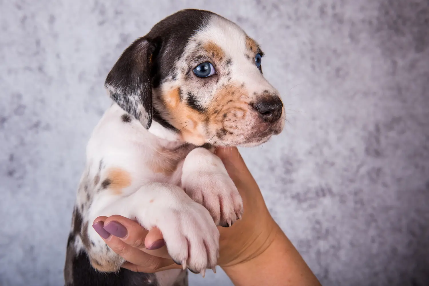 Buying a Louisiana Catahoula Leopard Dog puppy means taking responsibility! Buy Louisiana Catahoula Leopard Dog puppies.