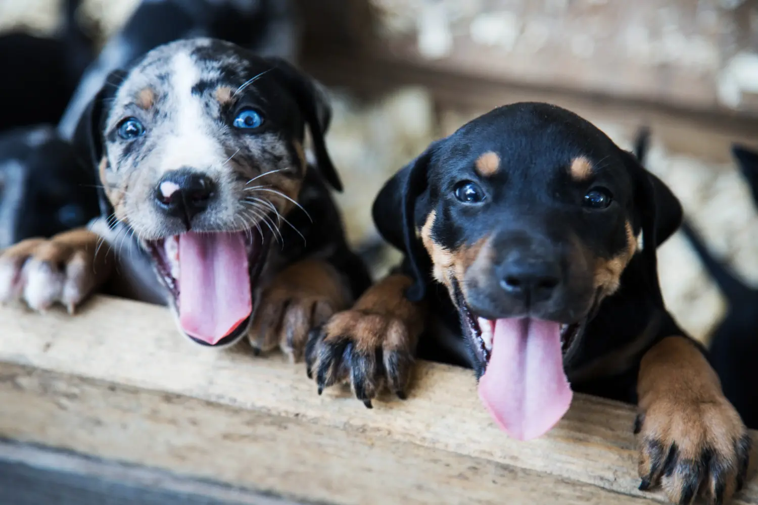 Buying a Louisiana Catahoula Leopard Dog puppy means taking responsibility! Buy Louisiana Catahoula Leopard Dog puppies.