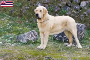 Read more about the article Mastín Español breeders and puppies in Hawaii