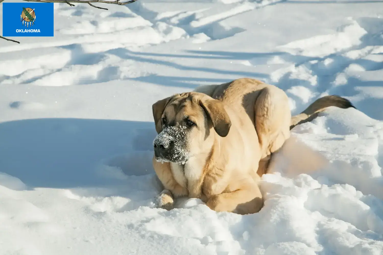 Mastín Español puppies and breeders Oklahoma Here you can find Mastín Españols breeders in Oklahoma.