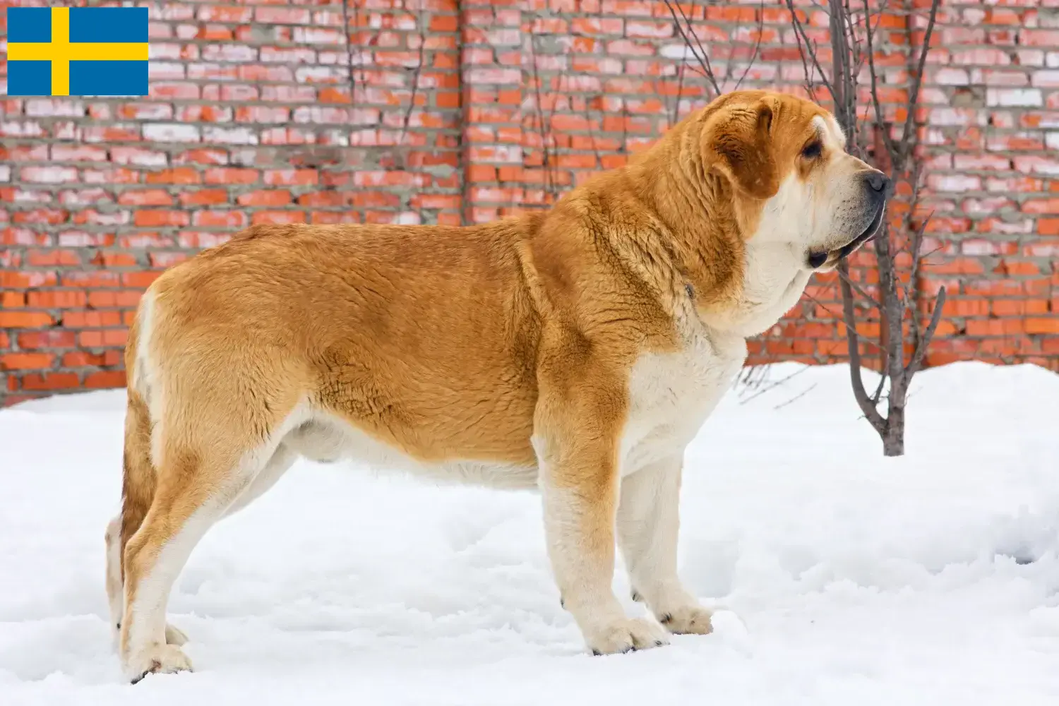 Mastín Español puppies and breeders Sweden Here you can find Mastín Españols breeders in Sweden.