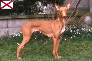 Read more about the article Pharaoh Hound breeders and puppies in Alabama