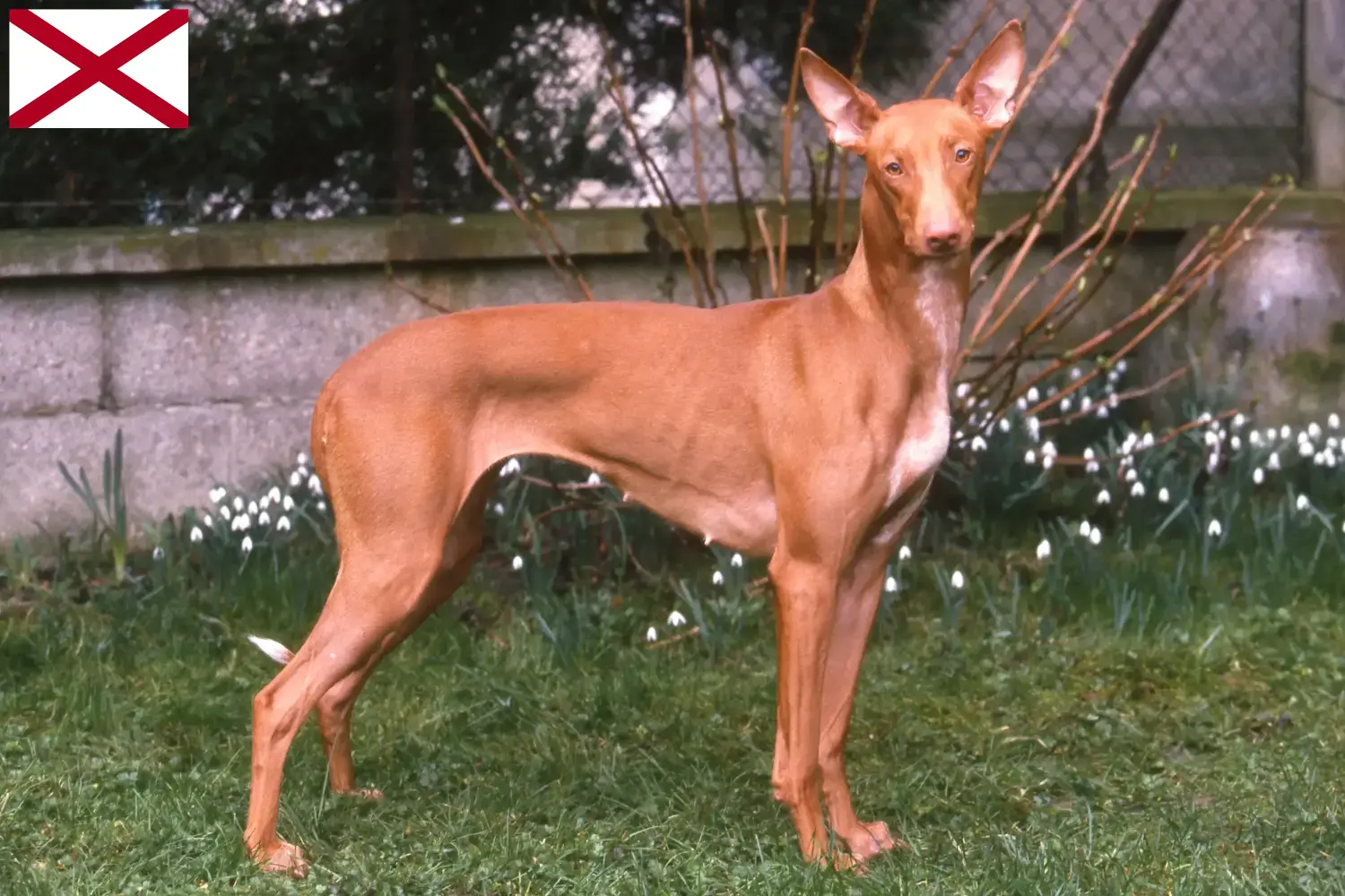 Pharaoh Hound puppies and breeders Alabama Find Pharaoh Hound breeders in Alabama.