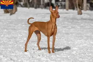 Read more about the article Pharaoh Hound breeders and puppies in Arizona