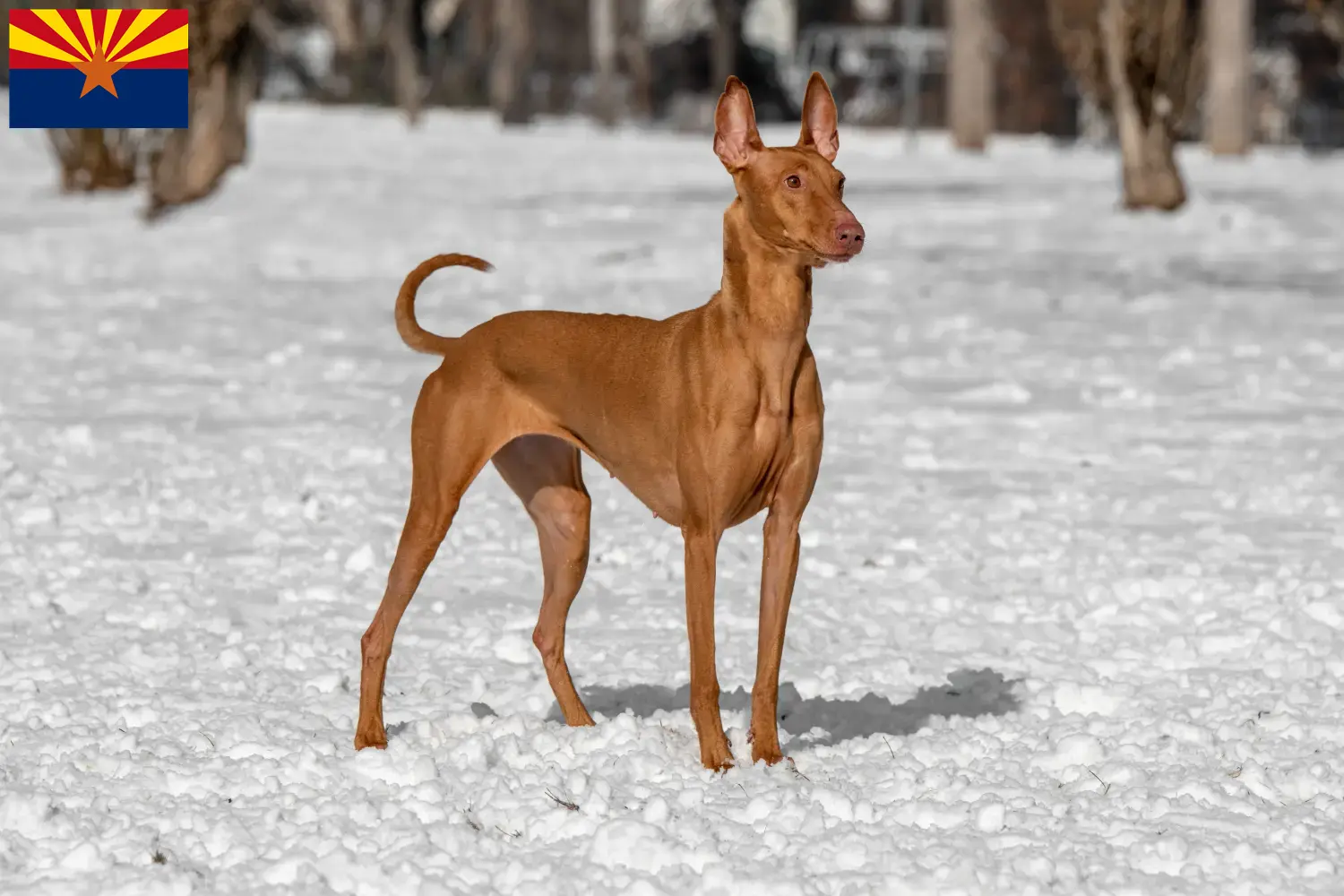 Pharaoh Hound puppies and breeder Arizona Find Pharaoh Hound breeders in Arizona.