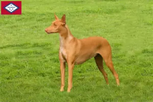 Read more about the article Pharaoh Hound breeders and puppies in Arkansas