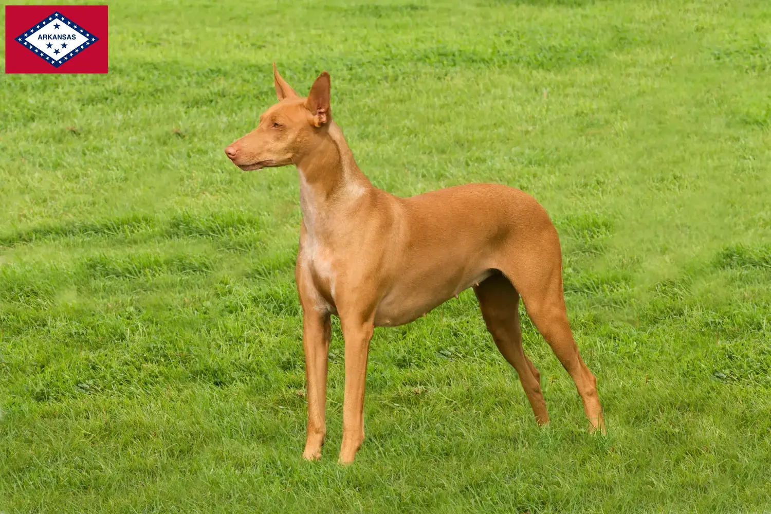Pharaoh Hound puppies and breeders Arkansas Find Pharaoh Hound breeders in Arkansas.