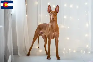Read more about the article Pharaoh Hound breeders and puppies in Colorado