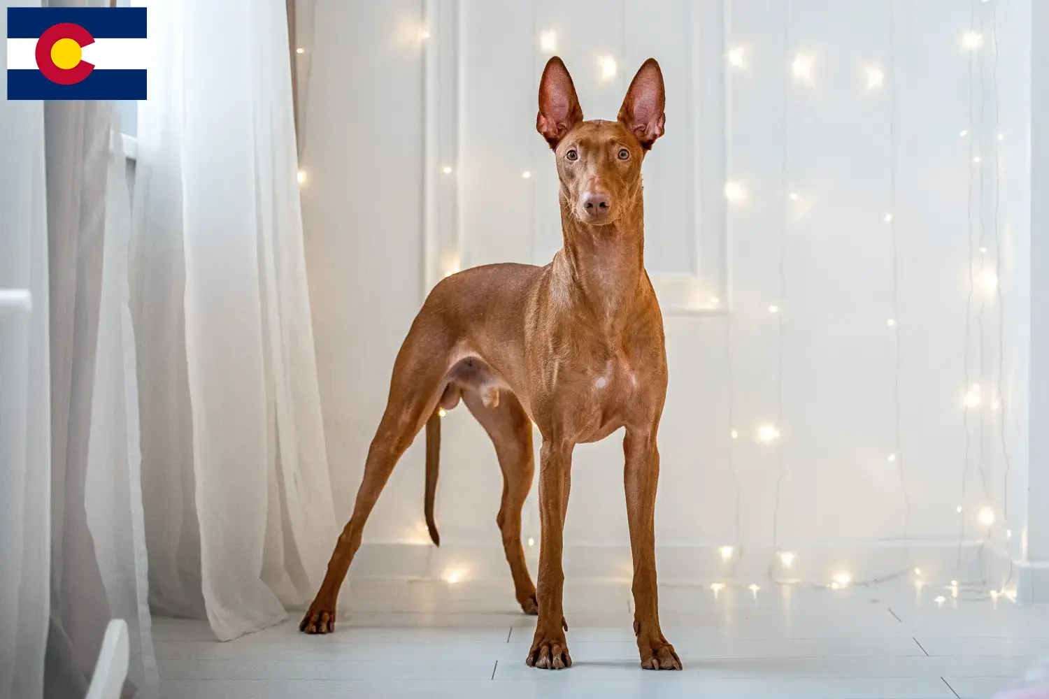 Pharaoh Hound puppies and breeders Colorado Find Pharaoh Hound breeders in Colorado.